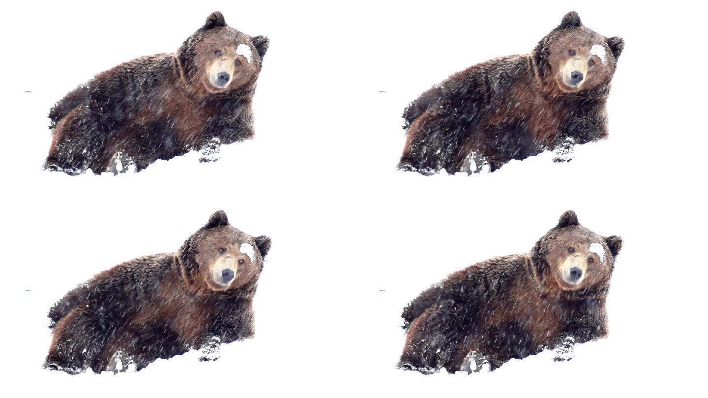 棕熊在雪地里雪地浣熊保护动物暴风雪