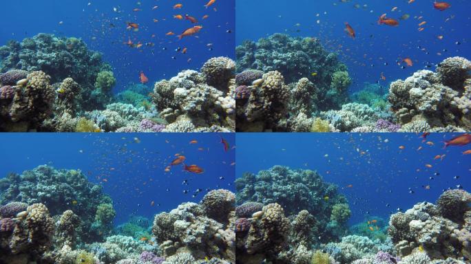 珊瑚礁海底水底鱼群