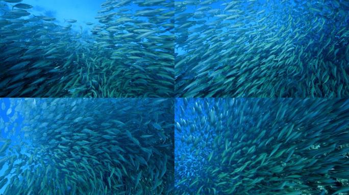 海底鱼群水产养殖渔业海鲜