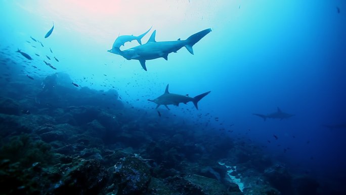 一群锤头鲨在海底游泳。