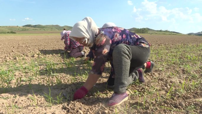农民妇女在田地里锄地拔苗除杂草