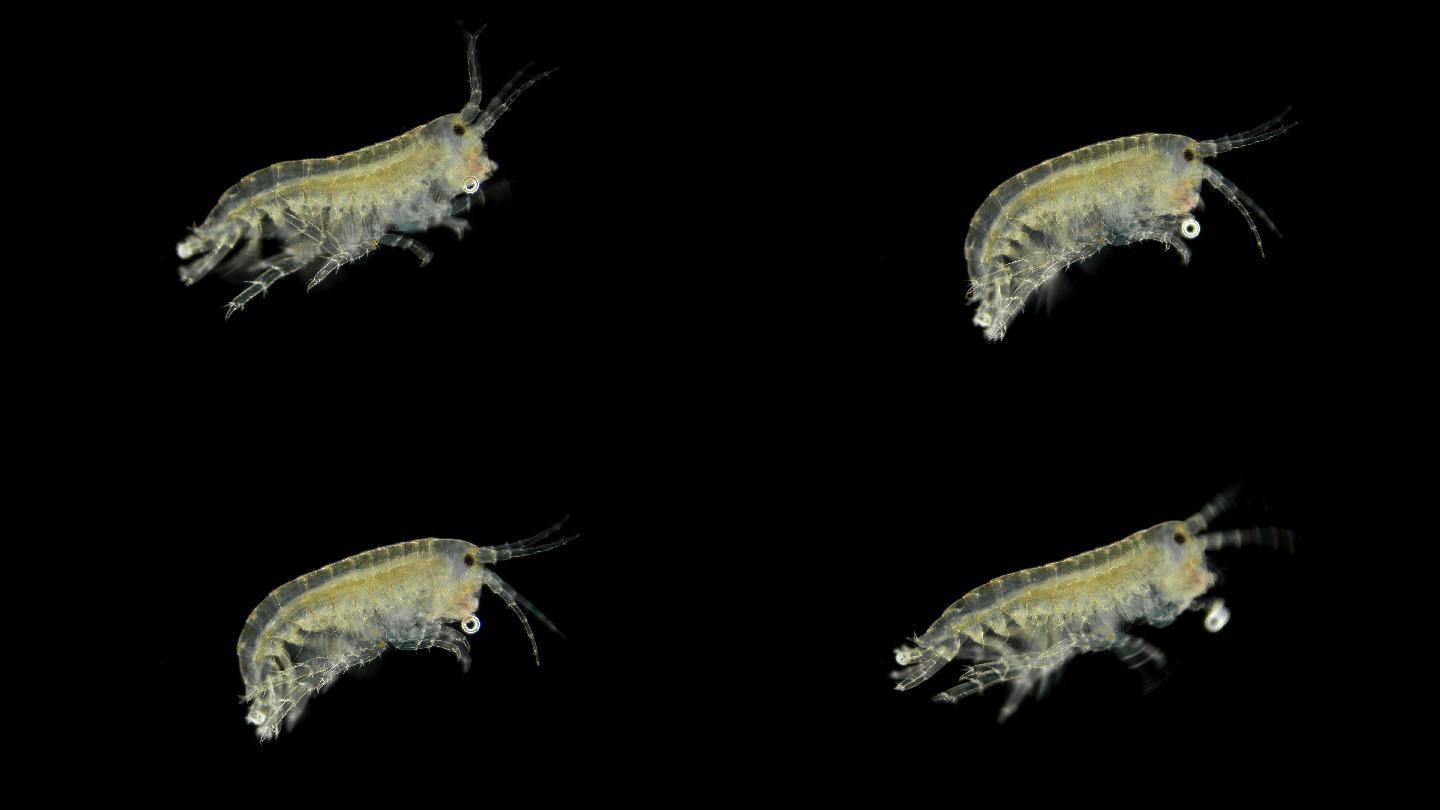 小龙虾在显微镜下以腐烂的浮游生物为食