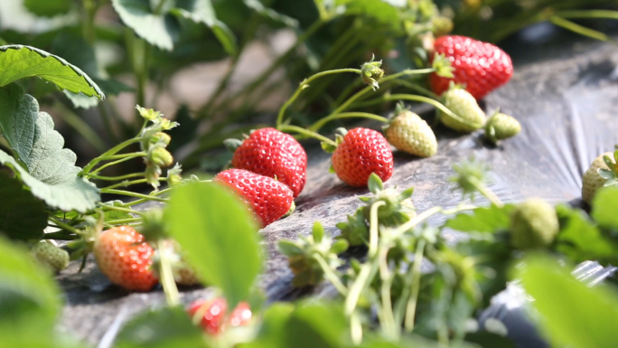 有机草莓种植大棚