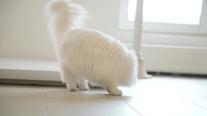 一只毛茸茸的大白猫在客厅里走着
