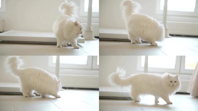 一只毛茸茸的大白猫在客厅里走着
