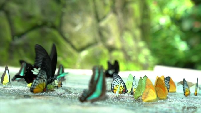 五颜六色的蝴蝶种类繁多