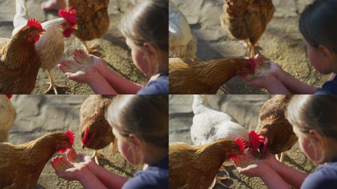 母鸡正在吃一个小女孩手上的谷物