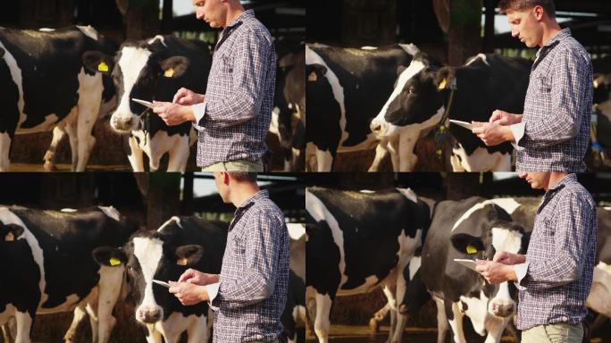 一位农民用平板电脑在奶牛场工作