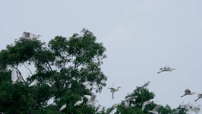 树上栖息的白鹭-升格动画