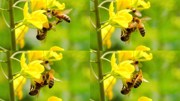 蜜蜂在花上的慢动作