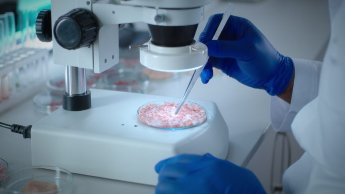 科学家检查细胞生长的肉样本