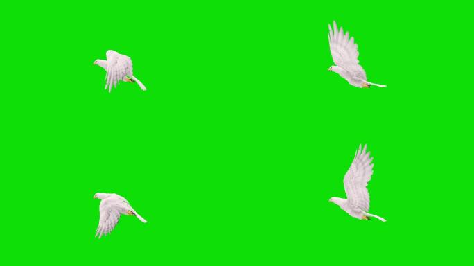 绿色屏幕上的白鹰飞行慢动作动画