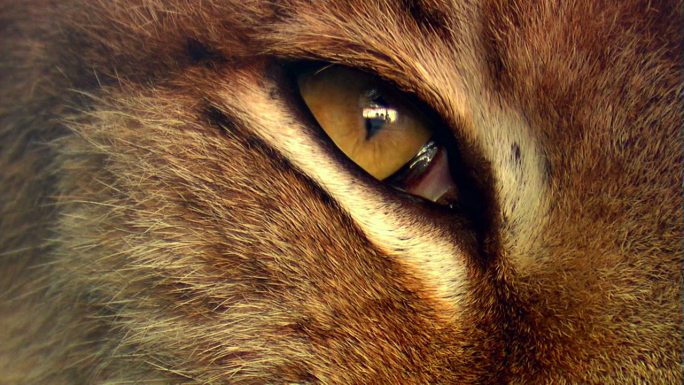 野猫猞猁的眼睛。