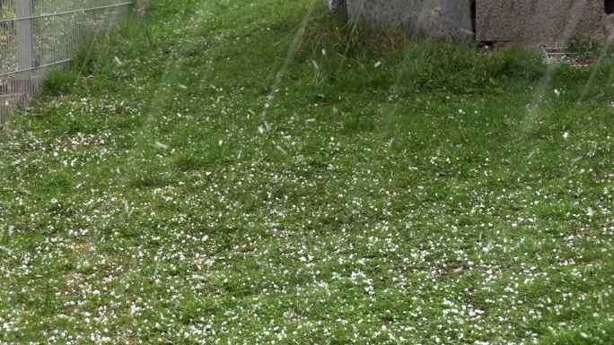 冰雹落在春天花园的草地上