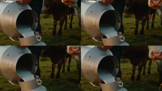 农夫把牛奶从一桶倒到另一桶