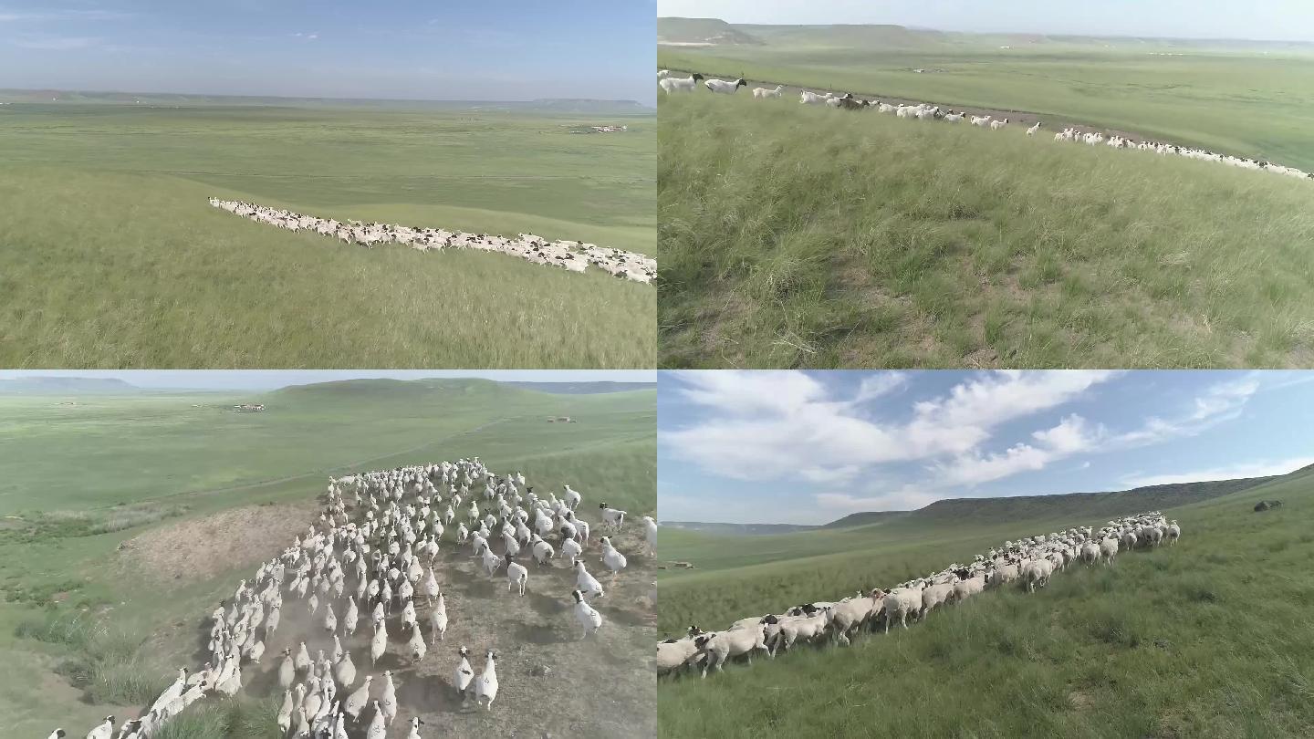 内蒙古草原航拍羊群