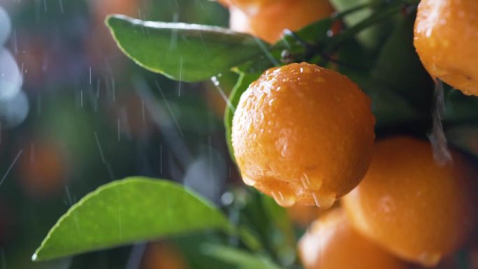 橘子 水果 植物 美食 种植