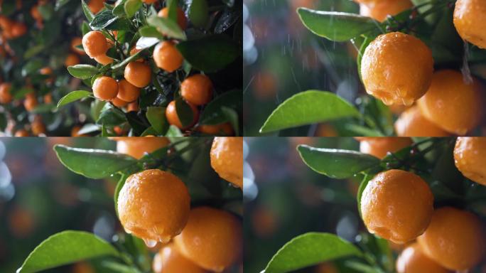 橘子 水果 植物 美食 种植