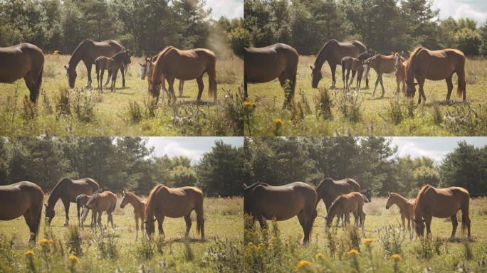 在草地上吃草的马牧场农场马群马匹骏马奔腾
