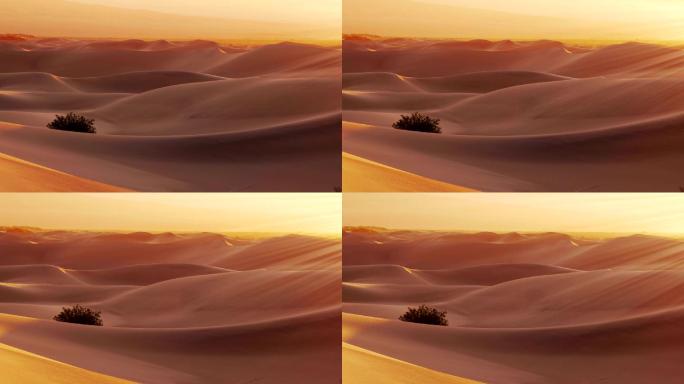 沙漠景观延时沙漠中绿植草沙漠延时拍摄沙漠