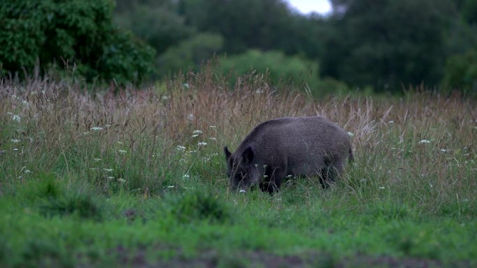 在草地上吃草的野猪