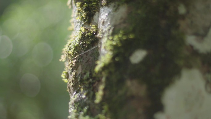 长满青苔的古茶树