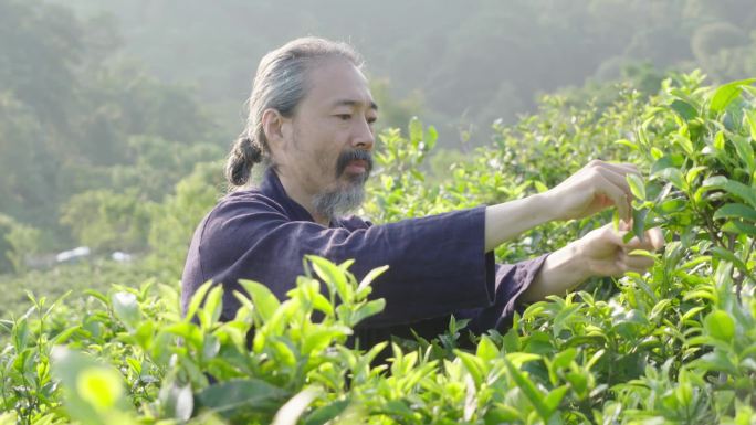 茶山采茶嚼茶叶