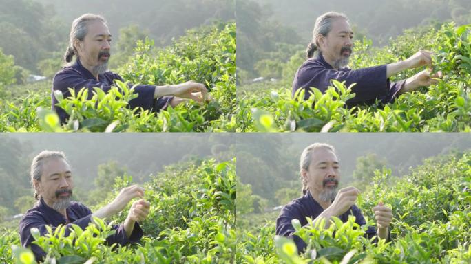 茶山采茶嚼茶叶