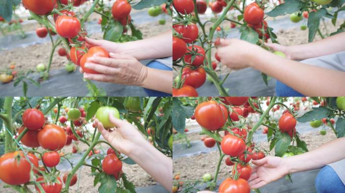 女农民检查西红柿产量。