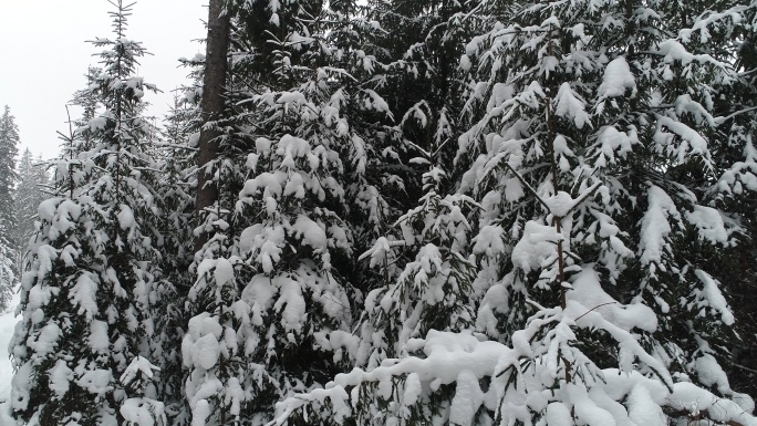 暴风雪中飞越冷杉树