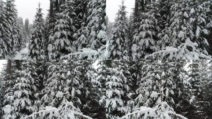 暴风雪中飞越冷杉树