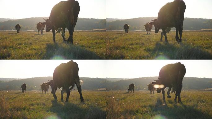 在牧场上吃草的牛群。