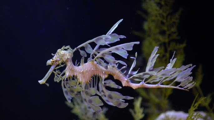 多叶海龙海马海马洋