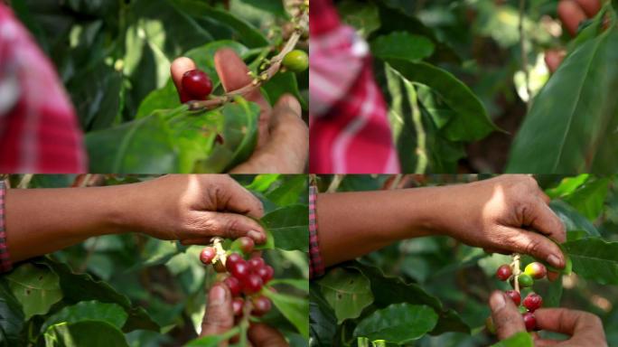 收获红色成熟咖啡浆果的妇女