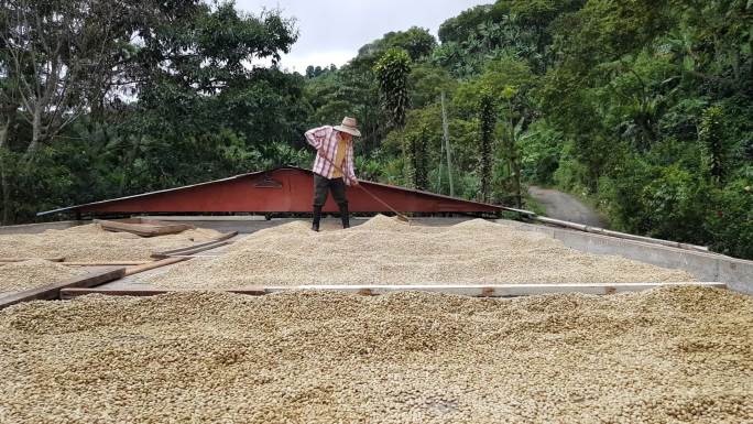 农夫在晾晒咖啡晒干农民劳作咖啡豆