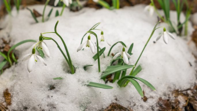 森林里的雪正在融化，雪莲花正在盛开