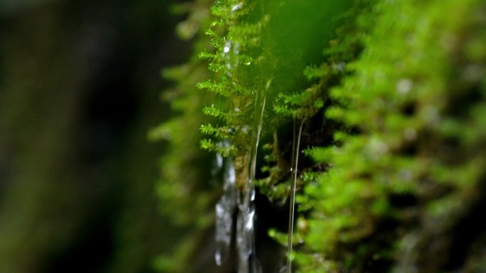 泉水 绿色自然  青苔 溪水