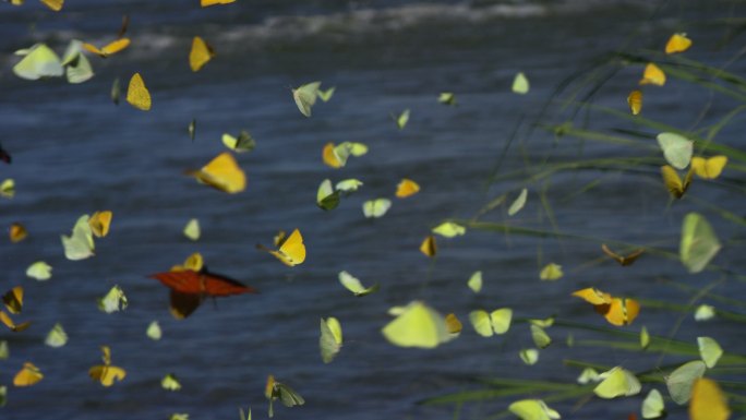 一群蝴蝶在飞翔自然之美早晨帝王蝴蝶
