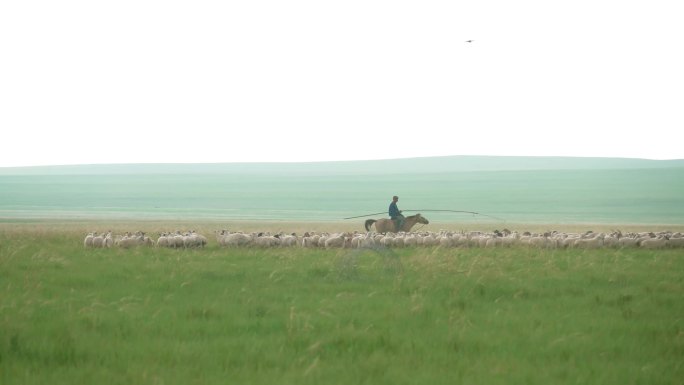 内蒙草原放牧羊群牧羊人