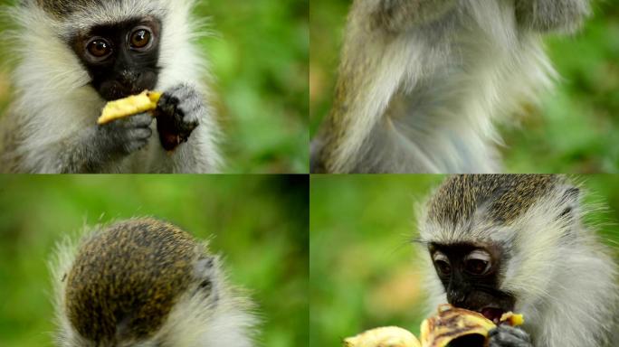 在吃东西的小猴子野生猴吃