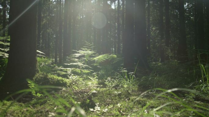 慢镜头：早春阳光明媚的森林