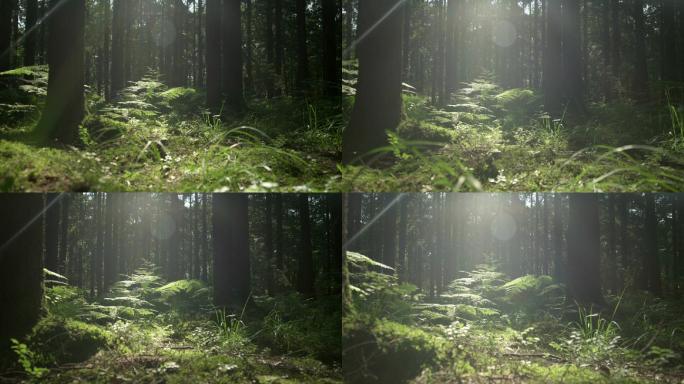 慢镜头：早春阳光明媚的森林
