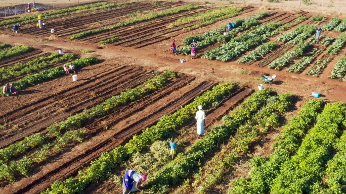 津巴布韦社区蔬菜园项目