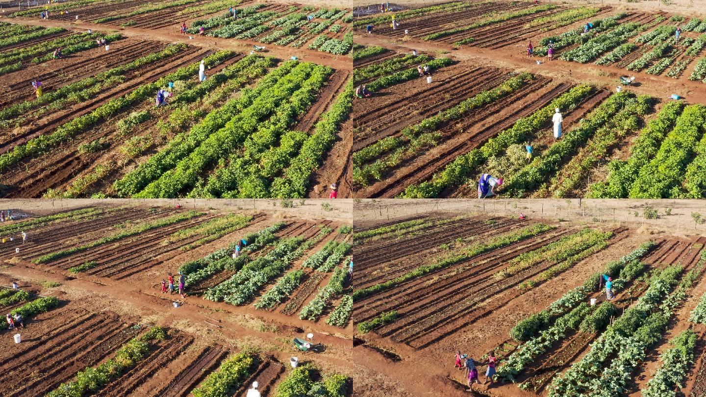 津巴布韦社区蔬菜园项目