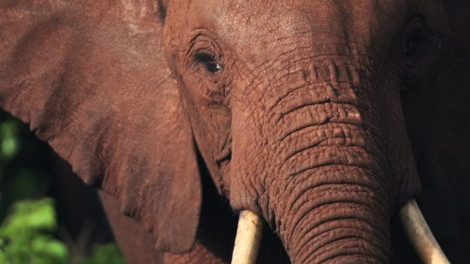 肯尼亚非洲象的慢镜头特写