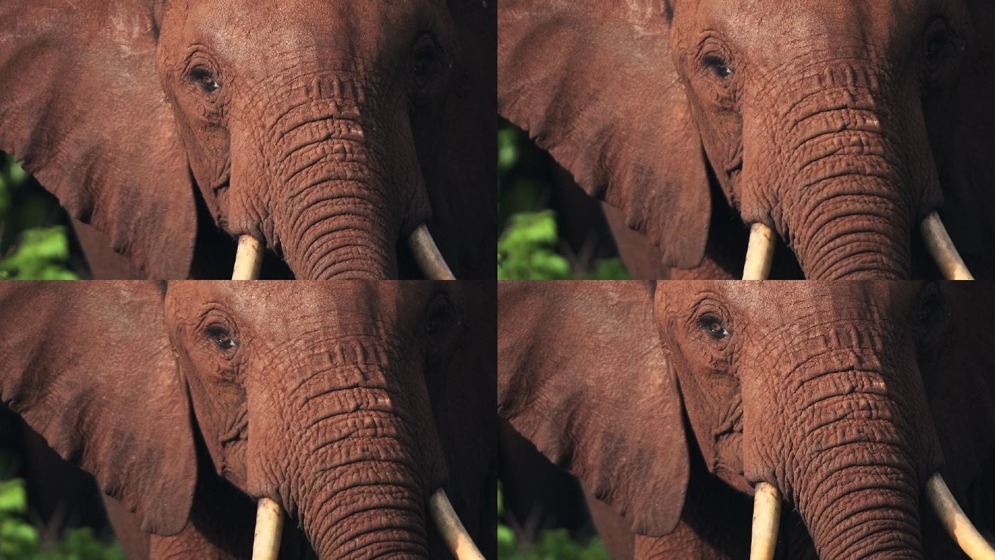 肯尼亚非洲象的慢镜头特写