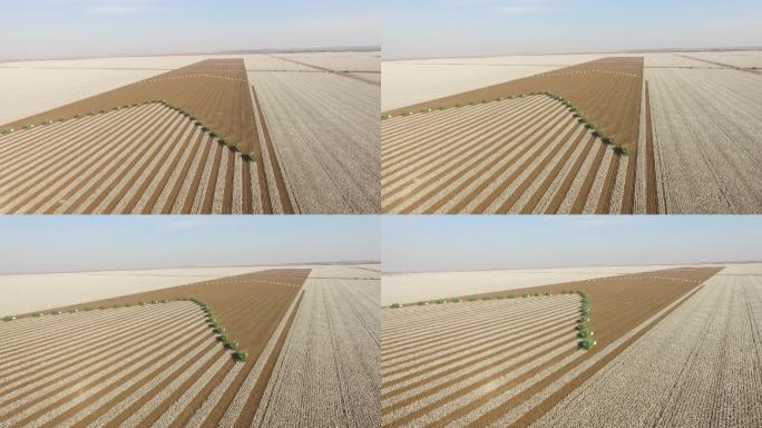 棉花作物航拍机械化操作中国农业收割棉花
