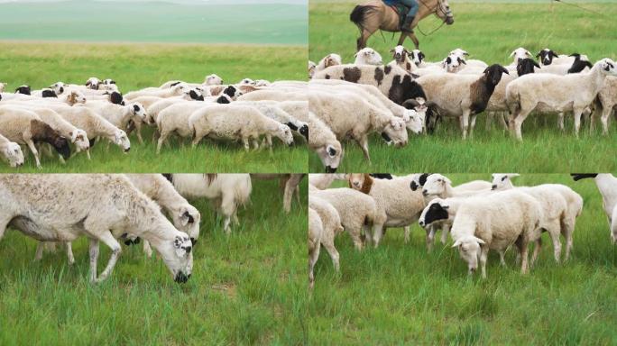 内蒙草原羊群 苏尼特黑头羊