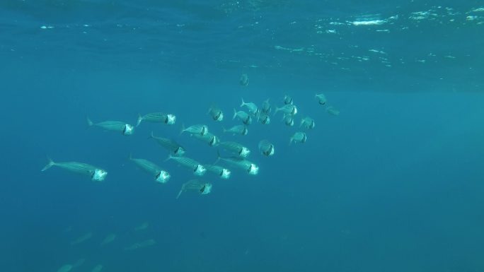 一群鲭鱼在蓝色的海水中游泳