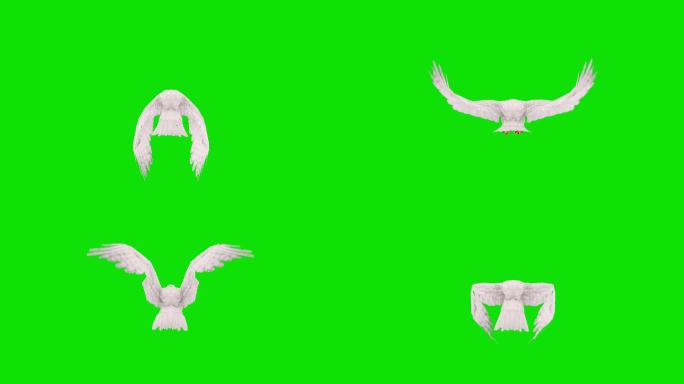 绿色屏幕上的白鹰飞行动画。